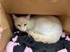 adoptable Cat in Fort Collins, CO named CHEDDAR