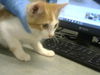 adoptable Cat in Fort Collins, CO named ZORO