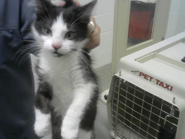 adoptable Cat in Fort Collins, CO named SANJI