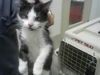 adoptable Cat in  named SANJI