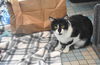 adoptable Cat in  named KUZAN