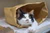 adoptable Cat in  named SHAKIRA