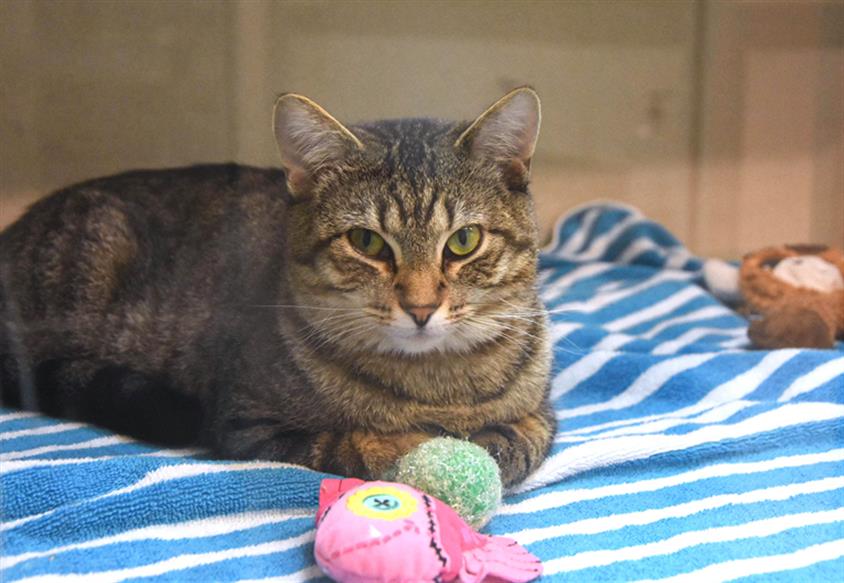 adoptable Cat in Fort Collins, CO named TAYLOR