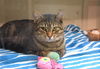 adoptable Cat in  named TAYLOR