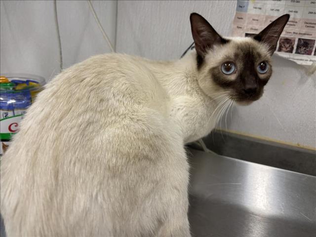 adoptable Cat in Fort Collins, CO named AMY