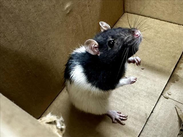 adoptable Rat in Fort Collins, CO named JULES