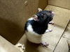 adoptable Rat in  named JULES