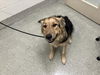 adoptable Dog in  named LUKE SKYWALKER