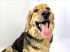 adoptable Dog in  named LUKE SKYWALKER