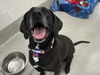 adoptable Dog in  named SYDNEY