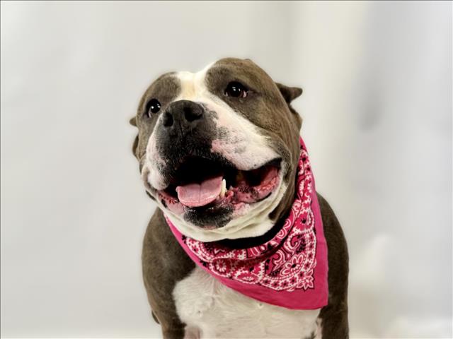 adoptable Dog in Fort Collins, CO named SCALLOP