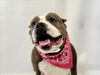 adoptable Dog in  named SCALLOP