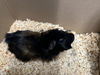 adoptable Guinea Pig in  named EGGROLL
