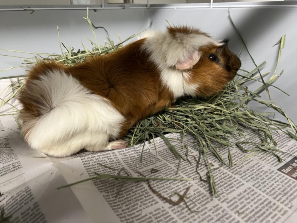 adoptable Guinea Pig in Fort Collins, CO named WONTON