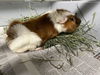 adoptable Guinea Pig in  named WONTON