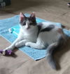 adoptable Cat in  named DOODLE BUG