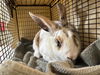 adoptable Rabbit in  named APPLE