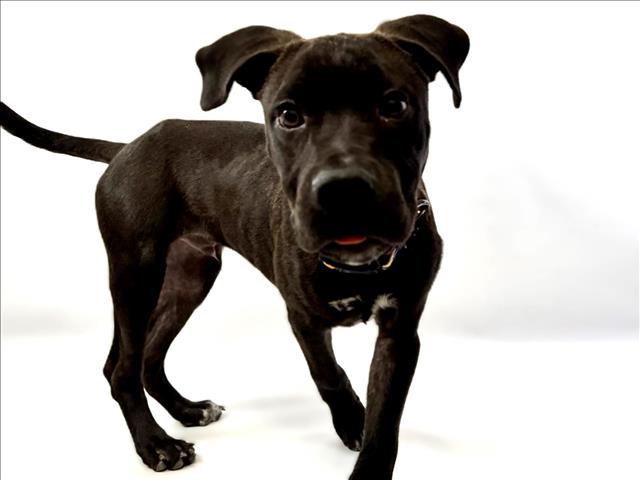 adoptable Dog in Fort Collins, CO named MOE