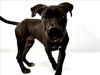 adoptable Dog in  named MOE