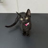 adoptable Cat in fort collins, CO named BISCUIT
