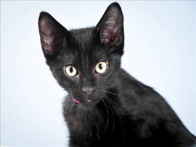 adoptable Cat in Fort Collins, CO named BISCUIT