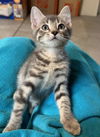 adoptable Cat in fort collins, CO named ACORN