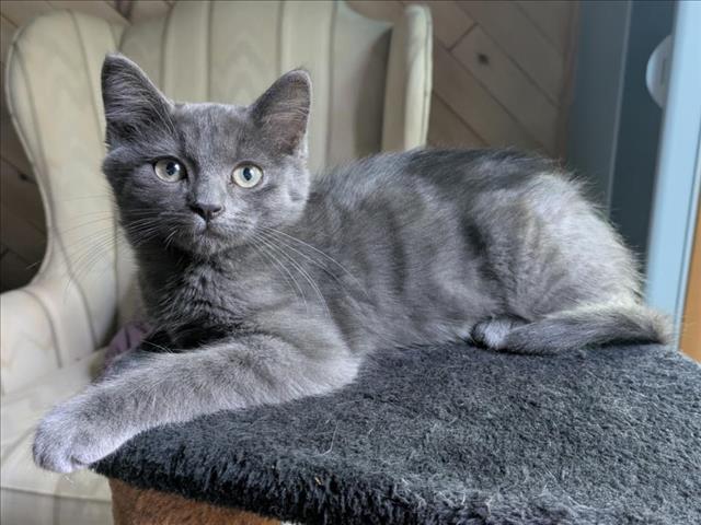 adoptable Cat in Fort Collins, CO named EDDIE