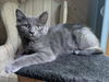 adoptable Cat in  named EDDIE