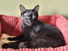 adoptable Cat in  named JULIETTA