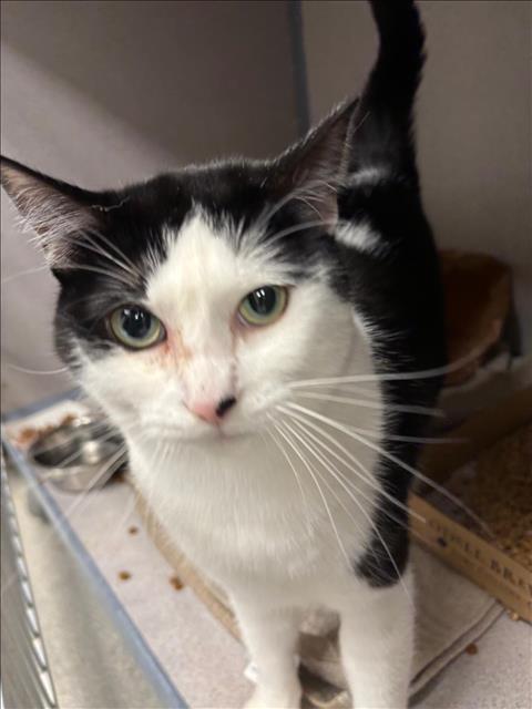 adoptable Cat in Fort Collins, CO named CHARLOTTE
