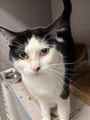 adoptable Cat in  named CHARLOTTE