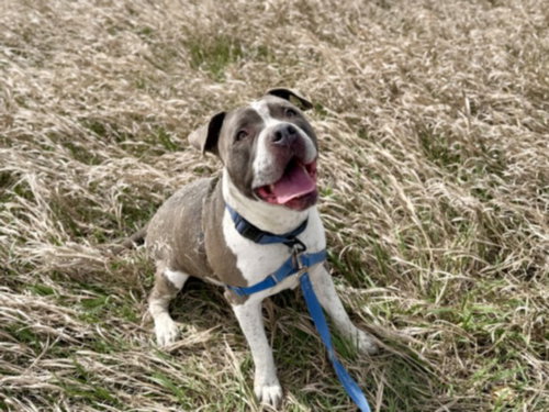 CONOR, an adoptable Staffordshire Bull Terrier in Fort Collins, CO