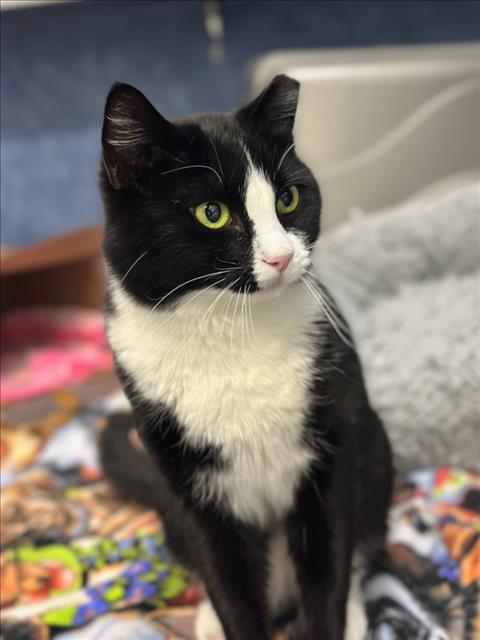 picture of the cat needing adoption