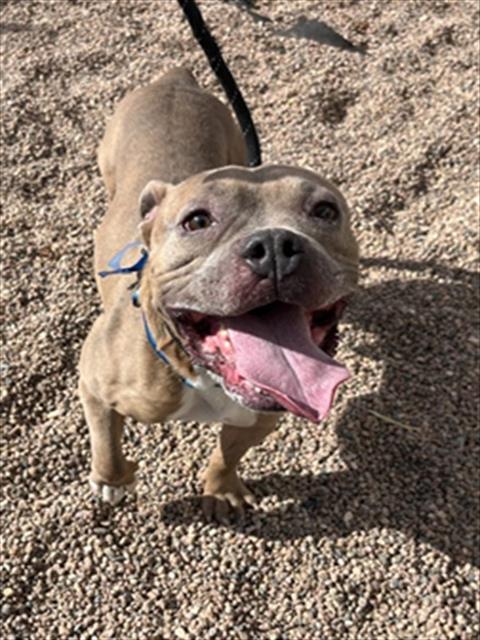 SIMBA, an adoptable American Bulldog in Fort Collins, CO