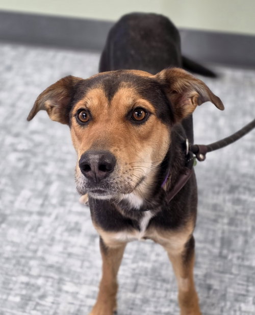 picture of the dog needing adoption