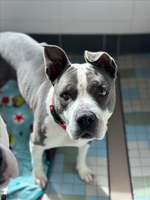 JADE - Pit Bull Terrier available for adoption