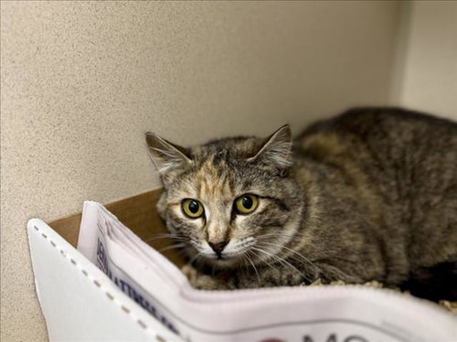 MAIZE - Domestic Short Hair available for adoption
