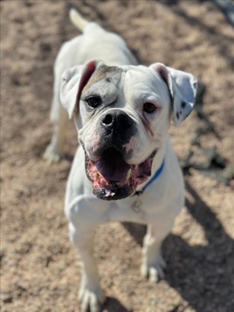 SIR EGGBERT, an adoptable American Bulldog in Fort Collins, CO