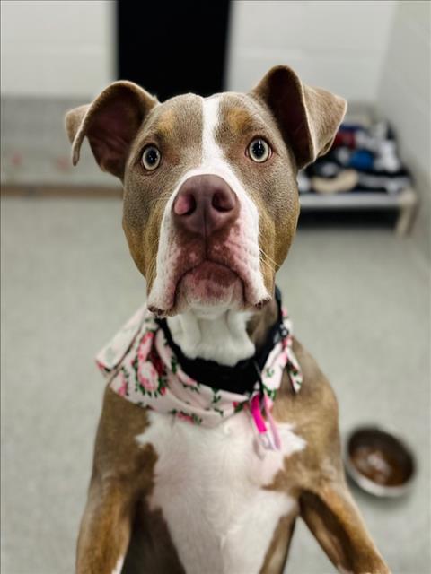 OLIVIA, an adoptable American Pit Bull Terrier in Fort Collins, CO