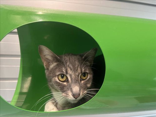 WILLOW, an adoptable Domestic Short Hair in Fort Collins, CO
