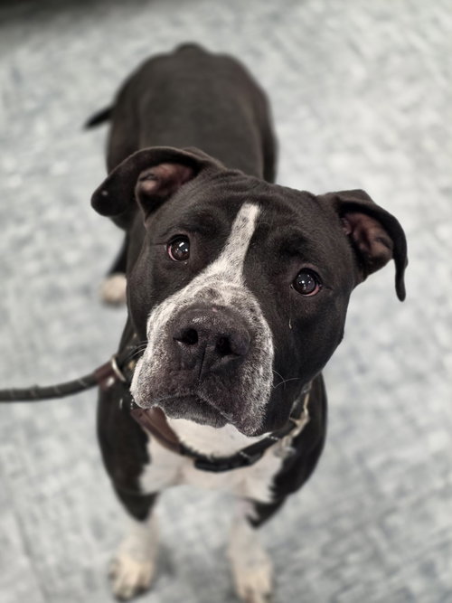 picture of the dog needing adoption