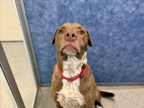 BUBBA, an adoptable Pit Bull Terrier in Fort Collins, CO