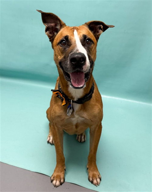 GASTON, an adoptable Labrador Retriever in Fort Collins, CO