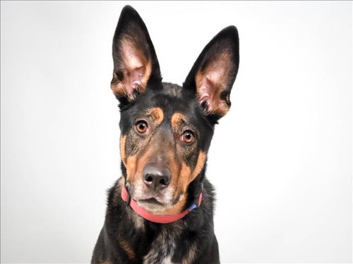 ROSCOE, an adoptable German Shepherd Dog in Fort Collins, CO