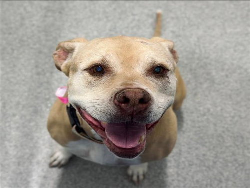 picture of the dog needing adoption