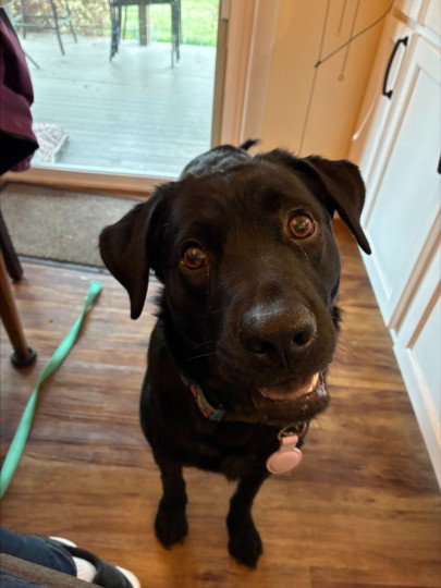 MAVIS, an adoptable Labrador Retriever in Fort Collins, CO