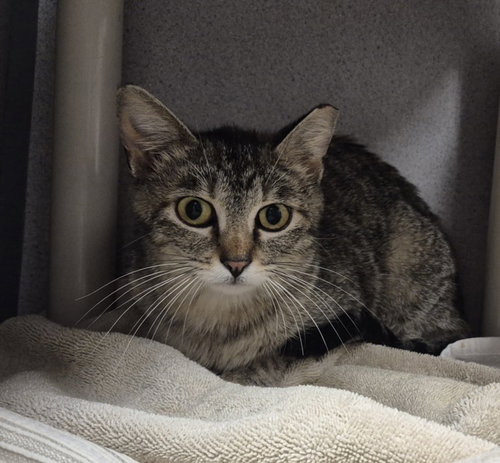 TORTILLA, an adoptable Domestic Short Hair in Fort Collins, CO