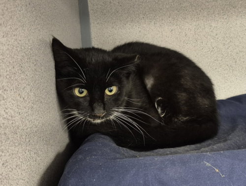 WASABI, an adoptable Domestic Short Hair in Fort Collins, CO