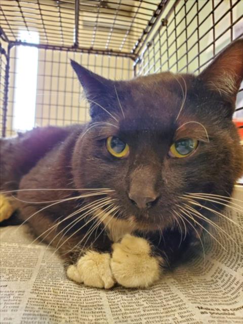 FRED, an adoptable Domestic Short Hair in Fort Collins, CO
