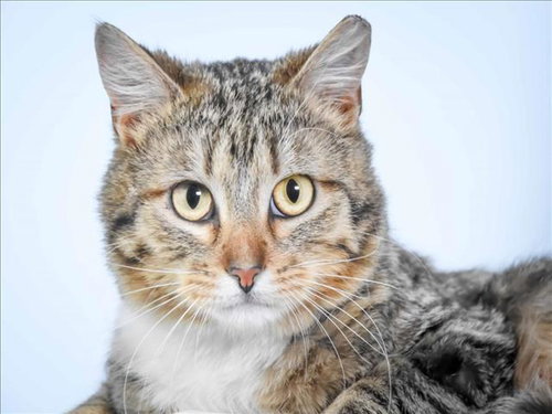 MAGNETO, Adult Domestic Short Hair (medium coat), cat for adoption in Northglenn, Colorado